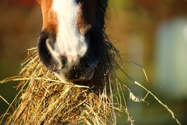 ☆お馬さん大好きな食べ物ランキング☆ 幸せな馬を増やすための方法 